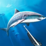 Hunting underwater spearfishing