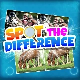 Spot the Difference